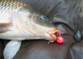 Бойли для коропів