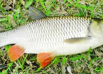 Ловля головня навесні