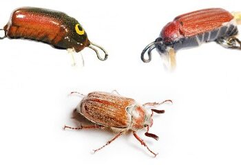 Воблер травневий жук