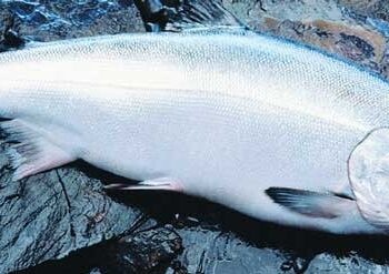 Лососеві риби