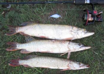 Щуку на карасявих ставках-озерах