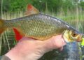 Лов краснопірки на мікроджиг та ультралайт