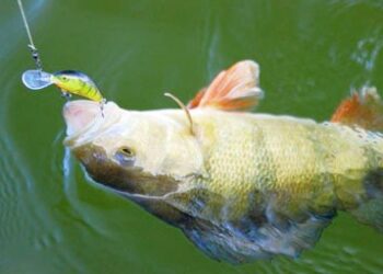 Воблер Salmo Hornet Огляд Відгуки