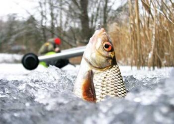 Зимове підгодовування для Плотви