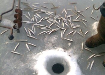 Зимова риболовля у Приморському краї. Ловля корюшки взимку