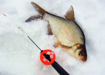 Зимове підгодовування для Ліща